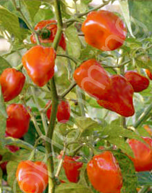 Capsicum chinense